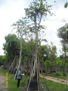 15ต้นตะแบกป่า15