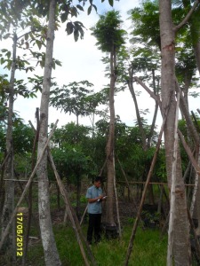27ต้นหางนกยูงฝรั่ง(เหลือง)7