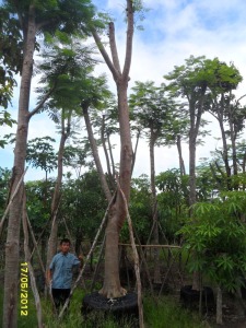28ต้นหางนกยูงฝรั่ง(เหลือง)11