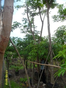 31ต้นหางนกยูงฝรั่ง(แดง)8