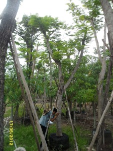 37ต้นหางนกยูงฝรั่ง(แดง)7