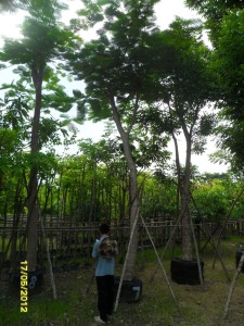 42ต้นหางนกยูงฝรั่ง(แดง)7