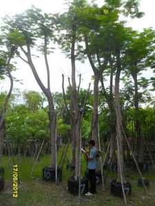 46ต้นหางนกยูงฝรั่ง(แดง)7