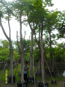 47ต้นหางนกยูงฝรั่ง(แดง)10